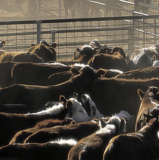 Safety when working with livestock